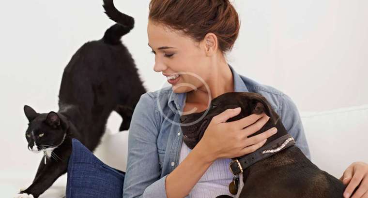 Serviço de Cuidados Domiciliares para Pets