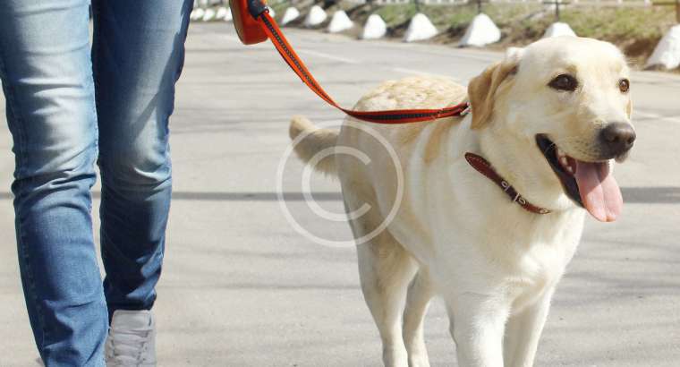 Cuidados Diários para Cães