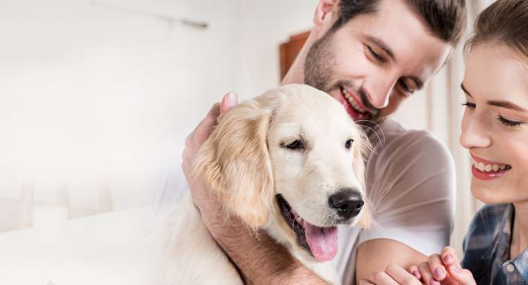 Encontre o Veterinário Ideal